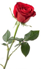 Fototapeta premium red rose isolated on white background