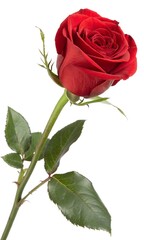 Naklejka premium red rose isolated on white