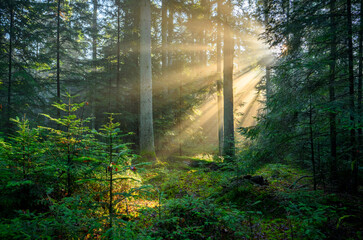 Obraz premium Beautiful sunny morning in green forest