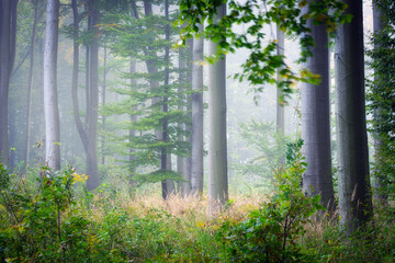 Misty morning in the green forest