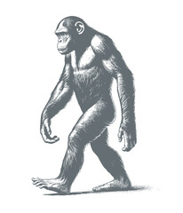 Fototapeta premium chimpanzee vector | chimpanzee illustration | chimpanzee silhouette | chimpanzee tattoo | chimpanzee engraving | chimpanzee drawing 