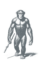 chimpanzee vector  | chimpanzee illustration | chimpanzee silhouette | chimpanzee tattoo | chimpanzee engraving | chimpanzee drawing	