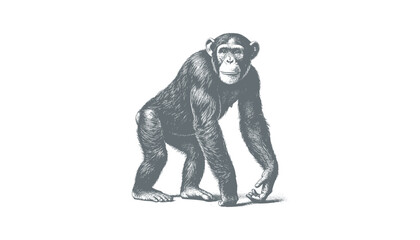 chimpanzee vector  | chimpanzee illustration | chimpanzee silhouette | chimpanzee tattoo | chimpanzee engraving | chimpanzee drawing	