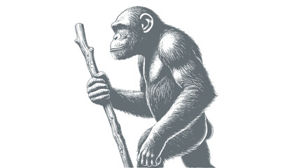 Fototapeta premium chimpanzee vector | chimpanzee illustration | chimpanzee silhouette | chimpanzee tattoo | chimpanzee engraving | chimpanzee drawing 