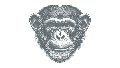 chimpanzee vector  | chimpanzee illustration | chimpanzee silhouette | chimpanzee tattoo | chimpanzee engraving | chimpanzee drawing	