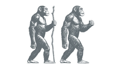 chimpanzee vector  | chimpanzee illustration | chimpanzee silhouette | chimpanzee tattoo | chimpanzee engraving | chimpanzee drawing	