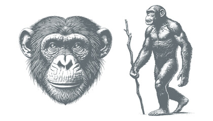 Fototapeta premium chimpanzee vector | chimpanzee illustration | chimpanzee silhouette | chimpanzee tattoo | chimpanzee engraving | chimpanzee drawing 