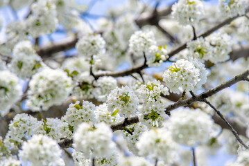 Cherry blossom branch in the garden in spring
