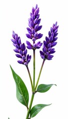 Fototapeta premium Vibrant lavender sprigs, meticulously isolated on bright white, element, background