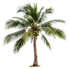 Fototapeta premium coconut tree isolated on white background