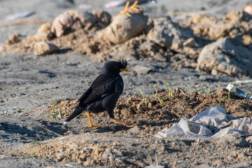 great myna (Acridotheres grandis), also known as the white-vented myna, a species of starling observed in Dehing Patkai in Assam, India
