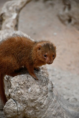 Mangouste naine orientale