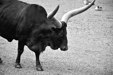 Portrait d'une vache Ankole 