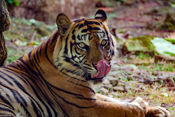 Photo of the Sumatra tiger (Panthera tigris tigris)