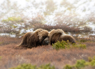 Northern muskox in natural winter habitat with snow mountains, Dovrefjell park