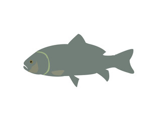 Fish Vector Free SVG Download