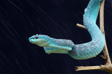 Trimeresurus insularis or Indonesian viper