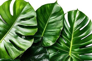 Vibrant green tropical leaves on white