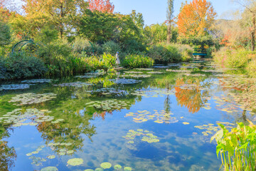 睡蓮が浮かぶ池の水辺を散策