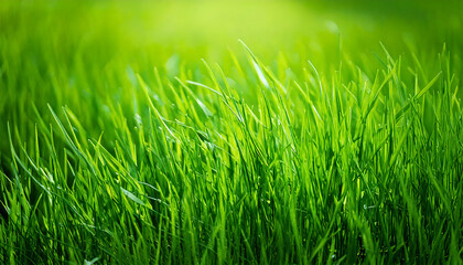 Obraz premium Vibrant close-up of lush green grass, bathed in sunlight. Perfect for nature, spring, or environmental themes. Ideal for websites, presentations, and print projects needing a fresh, natural feel.