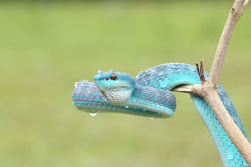 Trimeresurus insularis or Indonesian viper