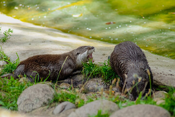 Yawning otter on the riverbank