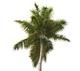 Fototapeta premium Tropical palm tree isolated on transparent background. single tall Barbel palm tree PNG with a slender, textured trunk and feathery green fronds. acanthophoenix rubra tree. palm tree leaves PNG.