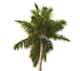 Tropical palm tree isolated on transparent background. single tall Barbel palm tree PNG with a slender, textured trunk and feathery green fronds. acanthophoenix rubra tree. palm tree leaves PNG.