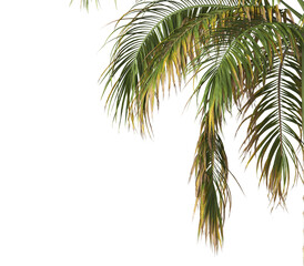 Tropical palm tree leaves isolated on transparent background. palm tree Leaves PNG. Barbel palm...