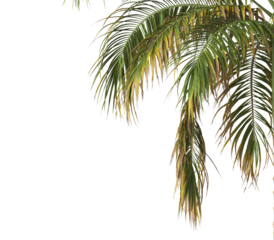 Tropical palm tree leaves isolated on transparent background. palm tree Leaves PNG. Barbel palm tree with a slender and feathery green fronds PNG. transparent palm tree PNG. Acanthophoenix rubra Plant