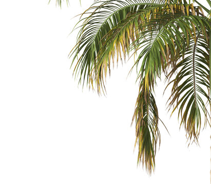 Tropical palm tree leaves isolated on transparent background. palm tree Leaves PNG. Barbel palm tree with a slender and feathery green fronds PNG. transparent palm tree PNG. Acanthophoenix rubra Plant