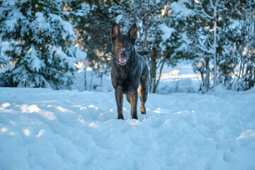 Beautiful black gray German Shepherd female dog playing on a snowy meadow in winter on a sunny day...
