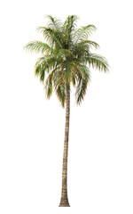 Tropical palm tree isolated on transparent background. single tall Barbel palm tree PNG with a...