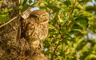 Steinkauz (Athene noctua)