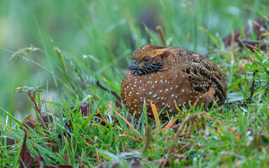 Tropfenwachtel (Odontophorus guttatus)