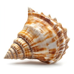 Obraz premium Beautiful seashell conch isolated on a white background