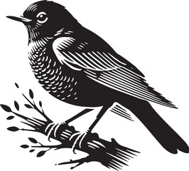 Black Color American Robin Silhouette Vector Illustration, Solid White Background. minimal vector design