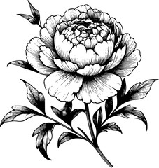 illustration of peony vector art, a handrawn of peony.