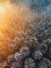 Aerial View of Frosty Pine Forest with Warm Morning Sunlight