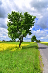 łąka, pole, kwitnące żółte kwiaty, rzepak, wiosna, rolnictwo, Dolny Śląsk, Polska, Europa © Albin Marciniak