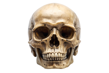 human skull isolated on white