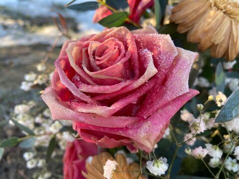Gefrorene rosa Rose nach Beerdigung auf dem Friedhof im Winter