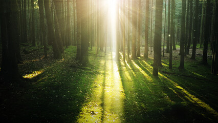 Fototapeta premium Flying fireflies in sunny forest landscape.