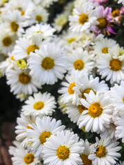 daisies on a white background