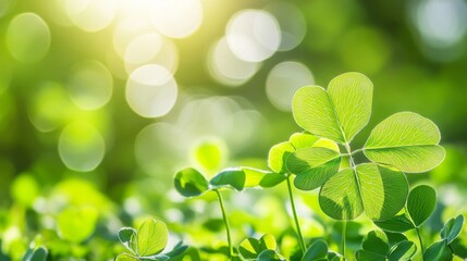 Obraz premium Bright Sunlight Illuminates Vibrant Green Clover Leaves