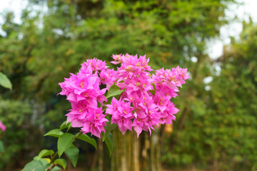 Flowers of Bougainvillea