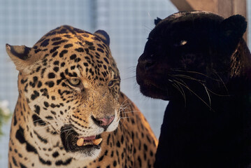 Portraits of two jaguars, Panthera Onca, playing in Nyíregyháza Zoo,  Hungary © Ovidiu
