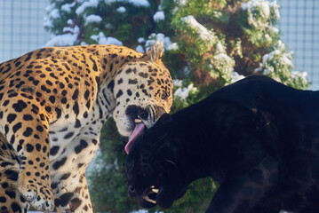 Portraits of two jaguars, Panthera Onca, playing in Nyíregyháza Zoo,  Hungary © Ovidiu
