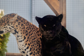 Portraits of two jaguars, Panthera Onca, playing in Nyíregyháza Zoo,  Hungary © Ovidiu