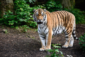 Tigre de Sibérie